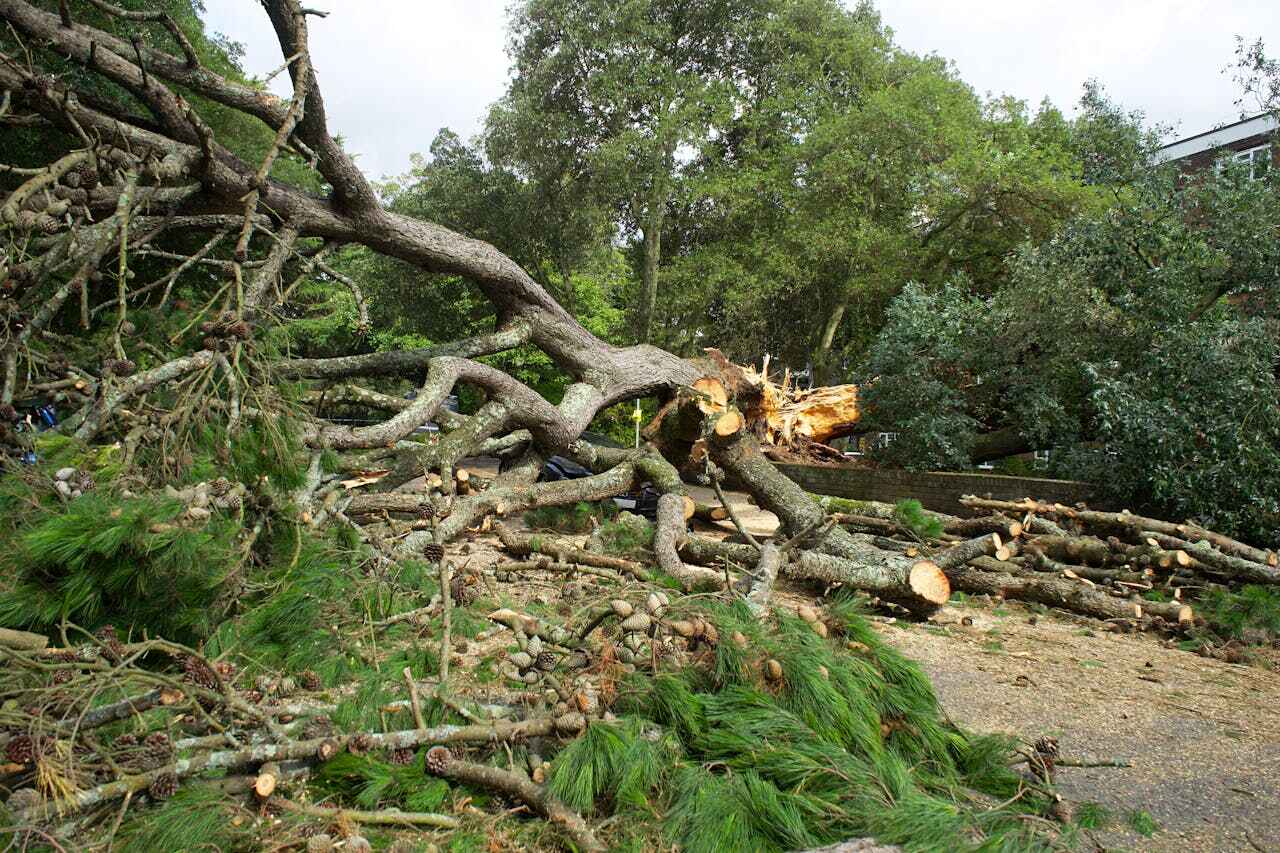 Tree Removal for Businesses in Muniz, TX